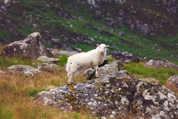 Овца Стоящая Скале Подножия Горы Трифан Время Дождя Северном Уэльсе — стоковое фото