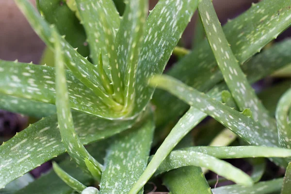 Bir Aloe Vera Bitkisinin Yakın Çekimi — Stok fotoğraf