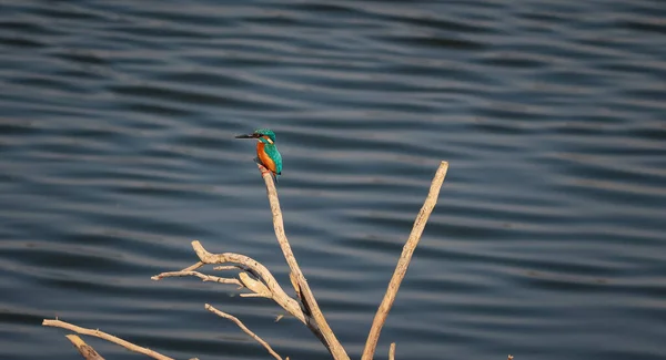 Gros Plan Oiseau Martin Pêcheur Perché Sur Une Brindille Dessus — Photo