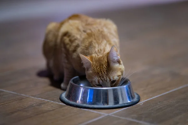 Eine Rothaarige Katze Trinkt Aus Einer Metallenen Futterschale Auf Dem — Stockfoto