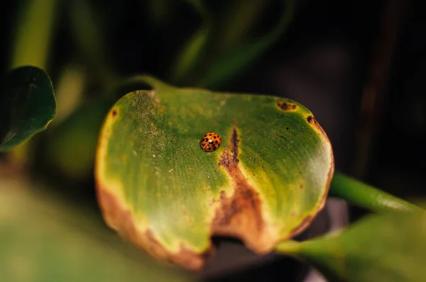 Zbliżenie Ujęcia Chrząszcza Biedronki Zielonym Liściu — Zdjęcie stockowe