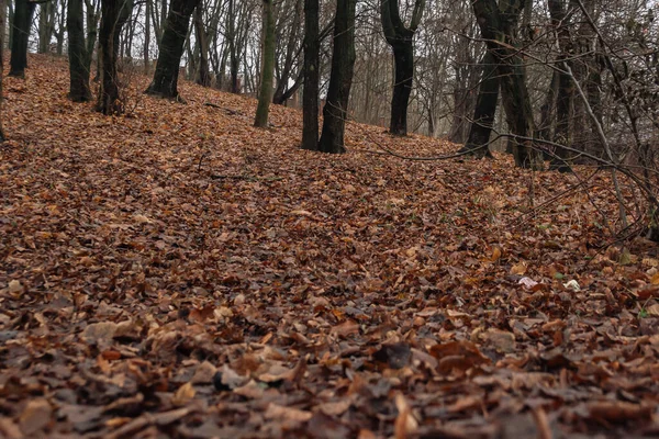 Прекрасний Знімок Осіннього Листя — стокове фото