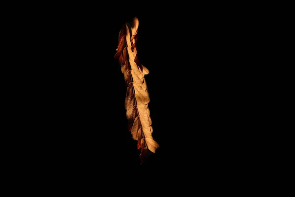 Висушене Листя Гілці Чорному Тлі — стокове фото