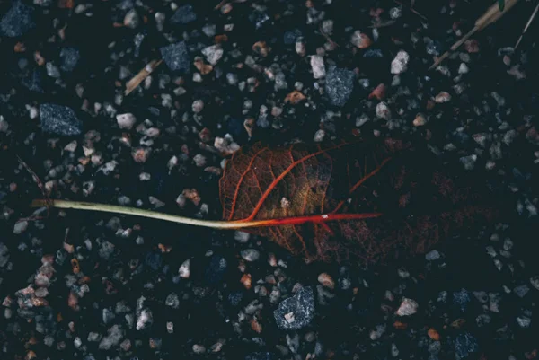 Селективный Фокус Снимка Падающего Осеннего Листа Земле — стоковое фото