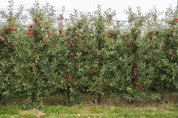 Orchard Ripe Apples Trees Ready Harvest Limburg Netherlands — Stock Photo, Image