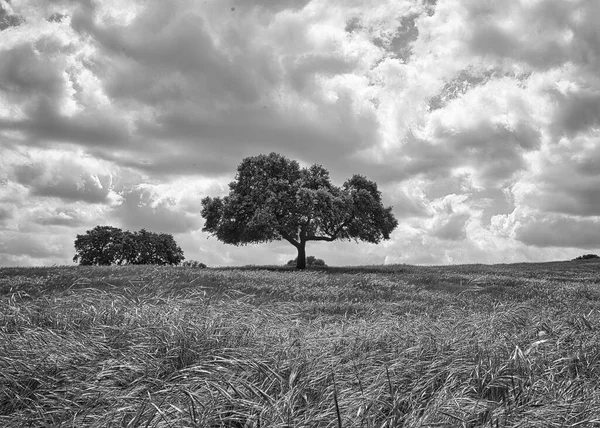 Tiro Tons Cinza Uma Árvore Meio Campo Sob Nublado — Fotografia de Stock