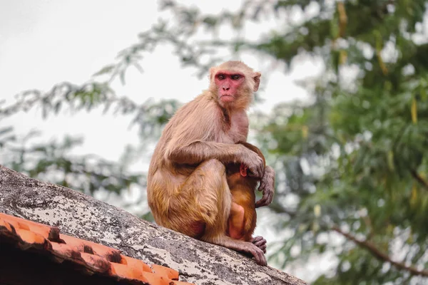 A rhesus macaque sitting on the top of a building