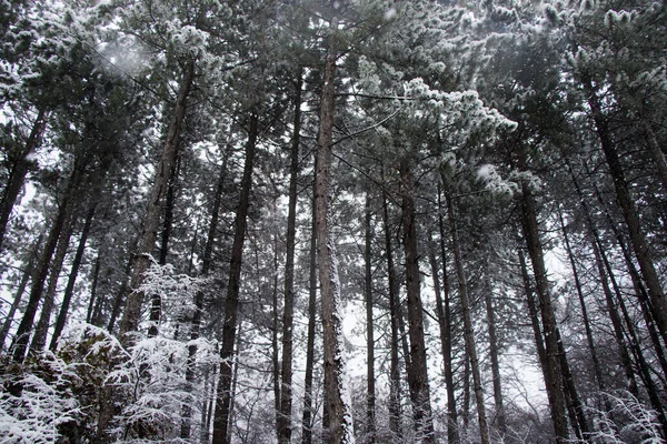 Uma Vista Arrepiante Árvores Cobertas Neve Durante Uma Queda Neve — Fotografia de Stock