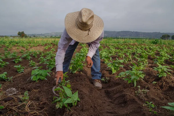 Крупный План Латиноамериканского Мужского Хозяйства Плантации Растущими Растениями Мексике — стоковое фото