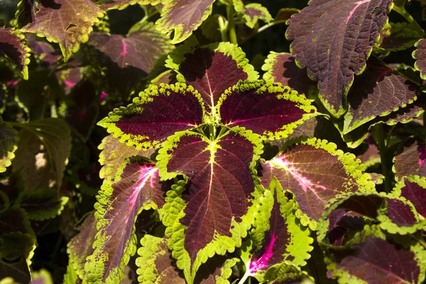 Een Close Shot Van Paarse Bladeren Met Groene Frames Een — Stockfoto