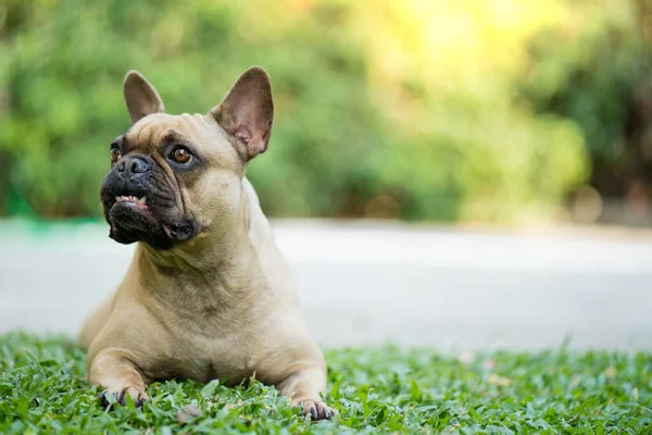 Närbild Fransk Bulldogg Som Ligger Gräset Utomhus — Stockfoto