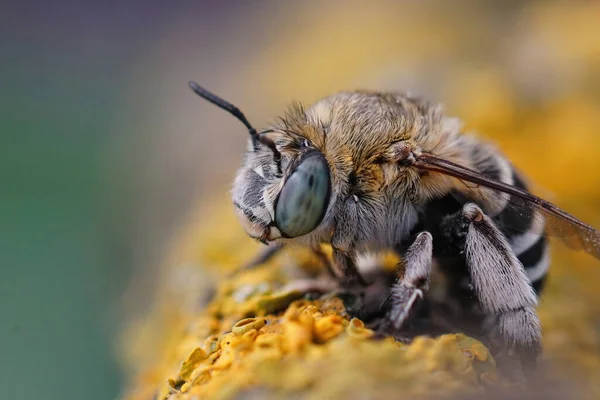 毛深い蜂のクローズアップショット — ストック写真