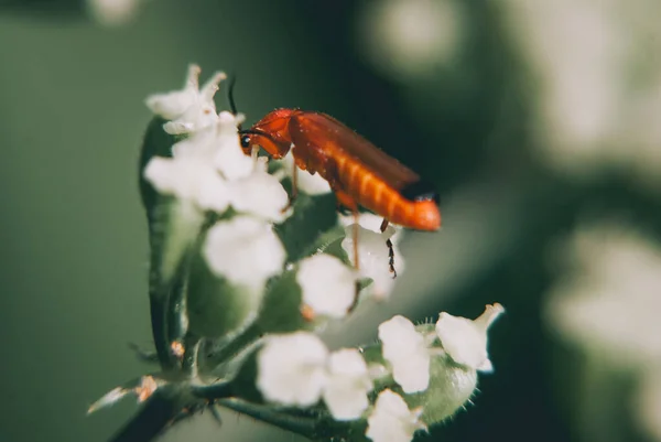 白い花にラゴニチャの幼虫の選択的焦点ショット — ストック写真