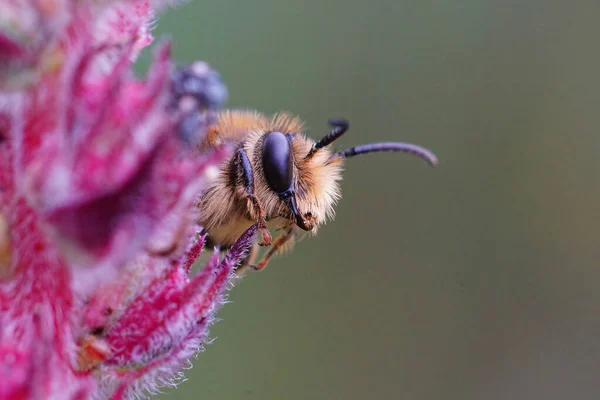 在一朵盛开的紫色花朵上 一只欧洲大黄蜂的特写镜头 — 图库照片