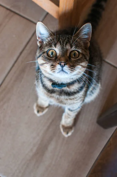 Bir Kedinin Yakın Çekimi — Stok fotoğraf
