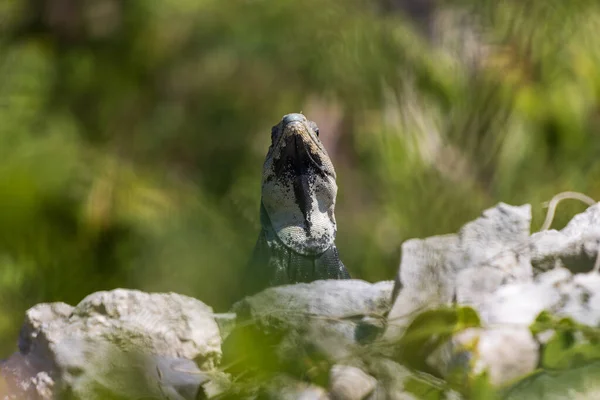 Tiro Seletivo Iguana Cauda Espinhosa Ctenosaura Similis Fundo Natureza Rock — Fotografia de Stock