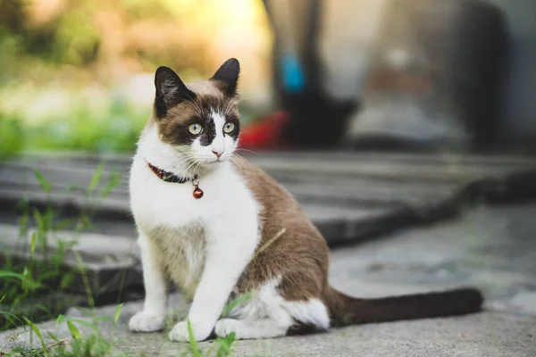 Den Söta Brun Och Vit Färg Katt Sitter Trä Trappor — Stockfoto