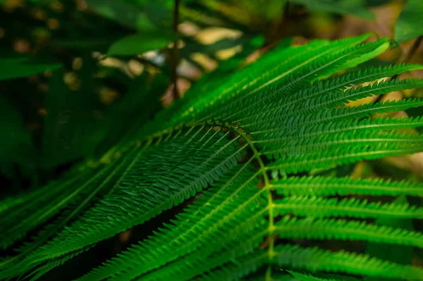 Primer Plano Una Planta Helecho Verde —  Fotos de Stock