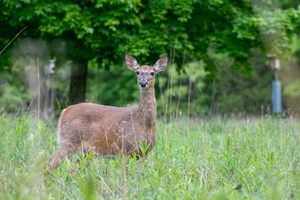 Cerf Dans Champ Vert — Photo