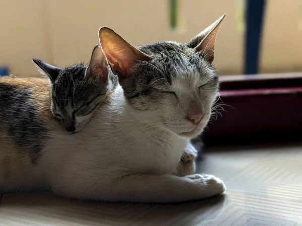Крупный План Милой Сонной Кошки — стоковое фото