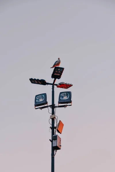 Vertical Shot Seagull Lamp Colosseum Rome Italy — Stock Photo, Image