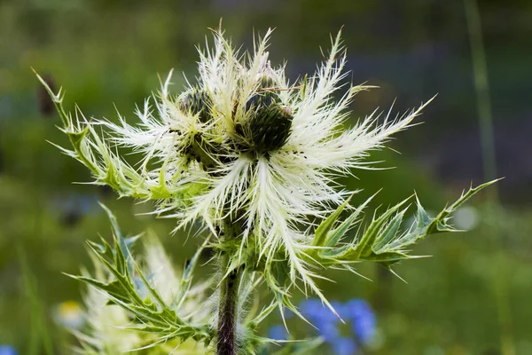 Enfoque Selectivo Una Flor Cardo Espinoso Prado — Foto de Stock