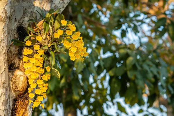 Fotografie Closeup Flori Galbene Dendrobium Care Cresc Copac — Fotografie, imagine de stoc