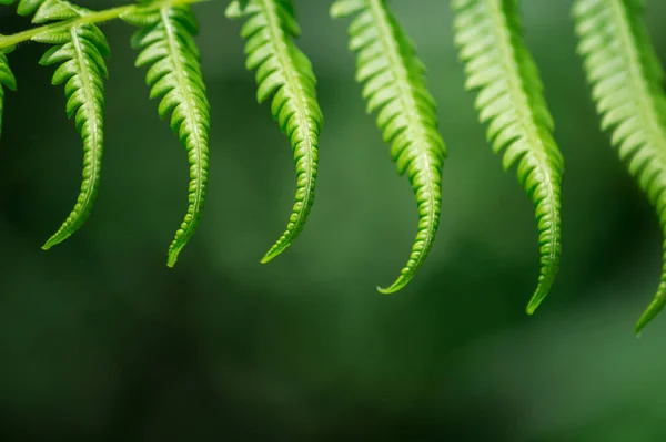 Tiro Close Uma Planta Samambaia Verde — Fotografia de Stock