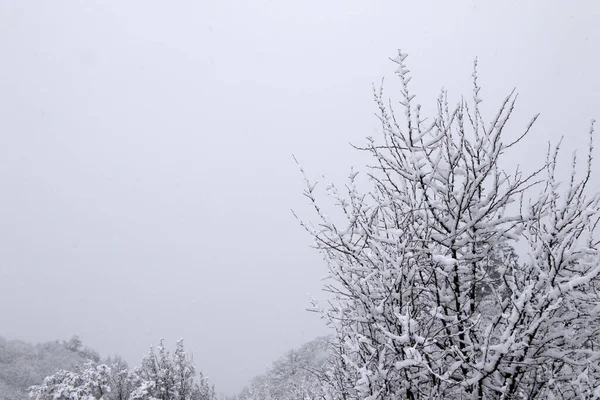 Μια Ανατριχιαστική Θέα Των Καλυμμένων Χιόνι Δέντρων Κατά Διάρκεια Χιονοπτώσεων — Φωτογραφία Αρχείου