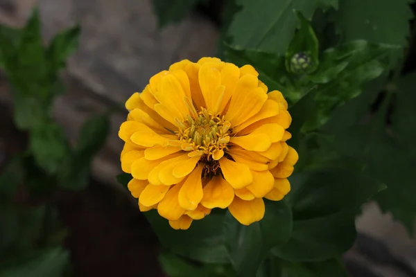 Close Uma Flor Zinnia Amarelo Natural Fundo Borrado — Fotografia de Stock