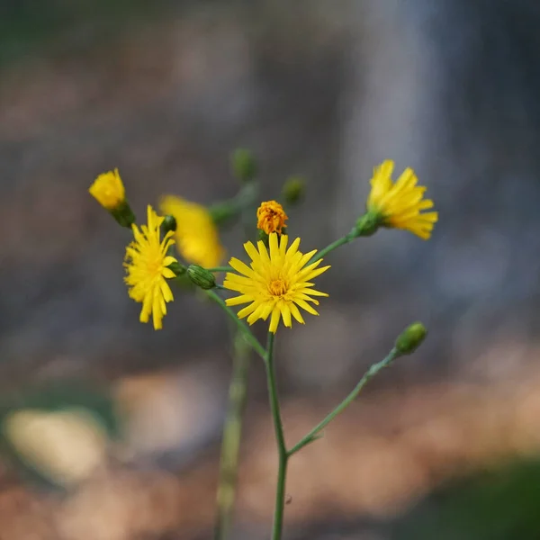 Eine Nahaufnahme Von Schönen Gelben Asteroidenblumen Einem Garten — Stockfoto