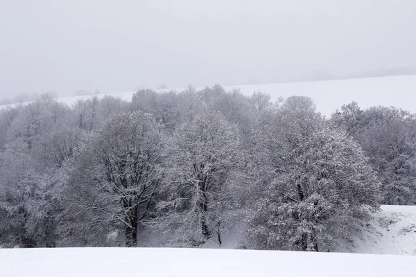 Uma Vista Arrepiante Árvores Cobertas Neve Durante Uma Queda Neve — Fotografia de Stock