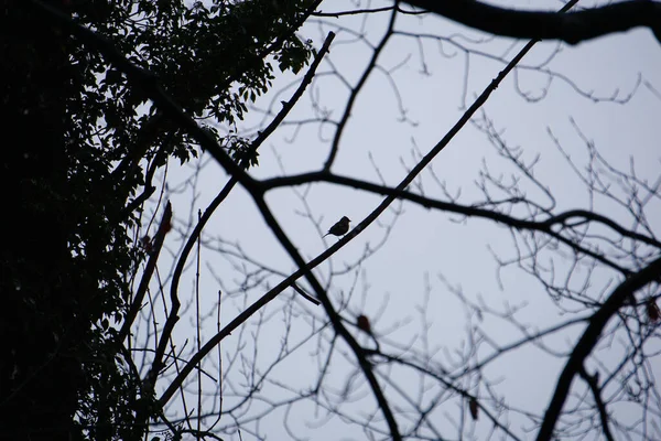 Σιλουέτα Ενός Μικρού Πουλιού Σκαρφαλωμένο Ένα Κλαδί Δέντρου Στο Δάσος — Φωτογραφία Αρχείου