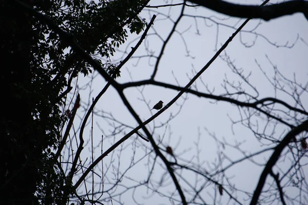 Silhouette Uccellino Appollaiato Ramo Albero Nel Bosco — Foto Stock