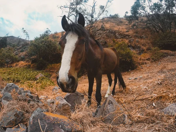 Primo Piano Cavallo Bruno Sulla Collina Rocciosa Erbosa Campagna — Foto Stock