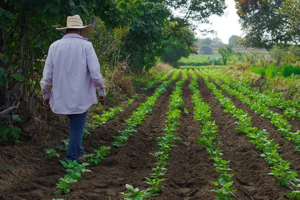 A closeup shot of a Hispanic male farming on his plantation with growing plants in Mexico