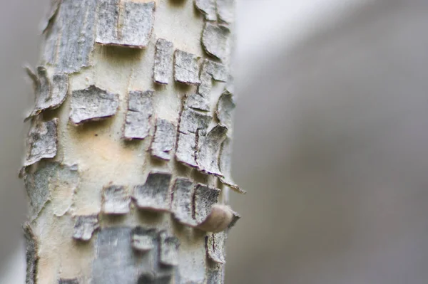 佐治亚州树皮剥落树树干的选择焦点 — 图库照片