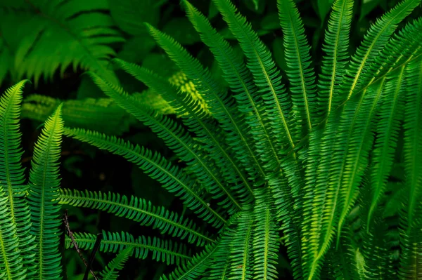 Primo Piano Una Pianta Felce Verde — Foto Stock