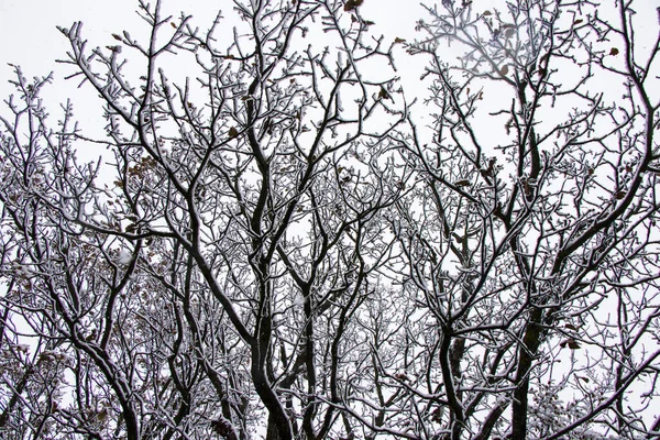 Una Vista Escalofriante Árboles Cubiertos Nieve Durante Una Nevada Georgia —  Fotos de Stock