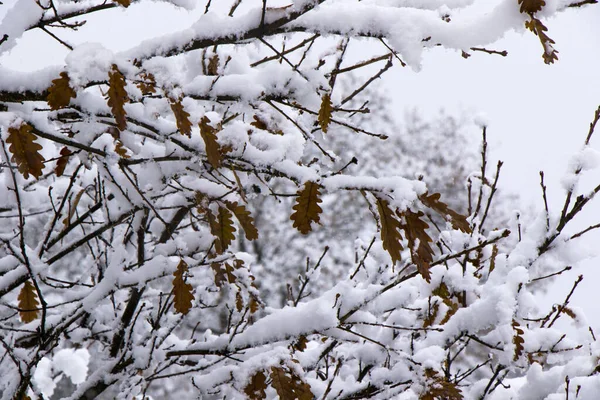Nahaufnahme Einer Eiche Bei Schneefall Mit Gelben Blättern — Stockfoto