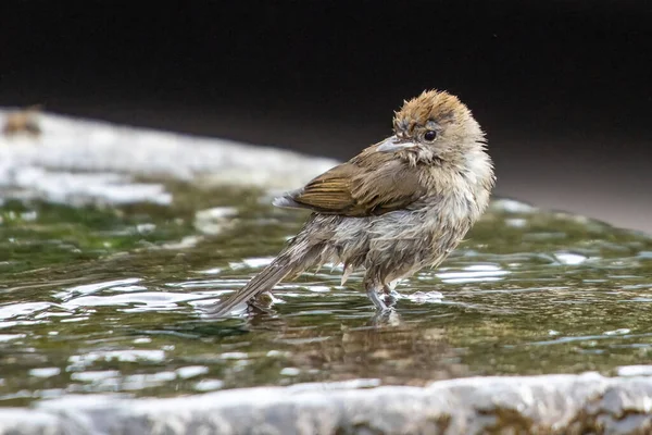 Closeup Shot Beautiful Wet Sparrow Perched Water — Stock Photo, Image