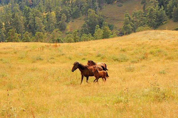 Scenic View Horses Running Field Countryside — Stock Photo, Image