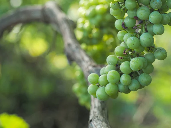Closeup Ripe Grapes Hanging Tree Branch Bright Summer Day Blurry — Stock Photo, Image