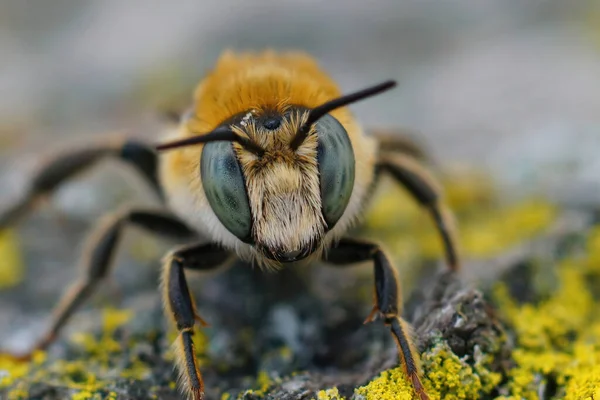 Close Van Een Bruine Harige Man Van Mediterrane Houtboorbij Lithurgus — Stockfoto