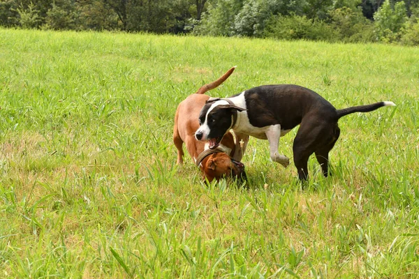 Los Dos Perros Staffordshire Terrier Americanos Jugando Juntos —  Fotos de Stock