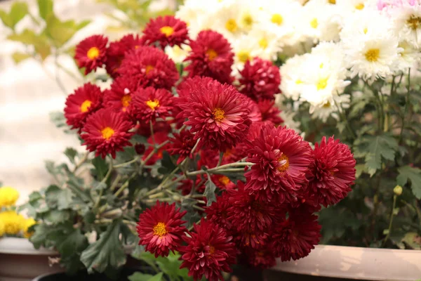 Zbliżenie Ujęcie Czerwonego Bukietu Kwiatu Calendula Świetle Dnia — Zdjęcie stockowe