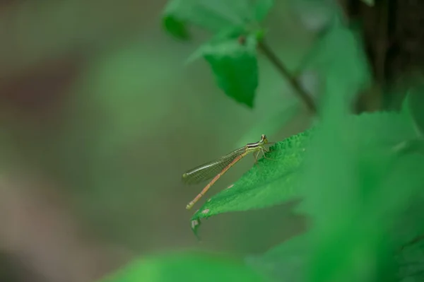 一只大蜻蜓在绿叶上的特写镜头 — 图库照片