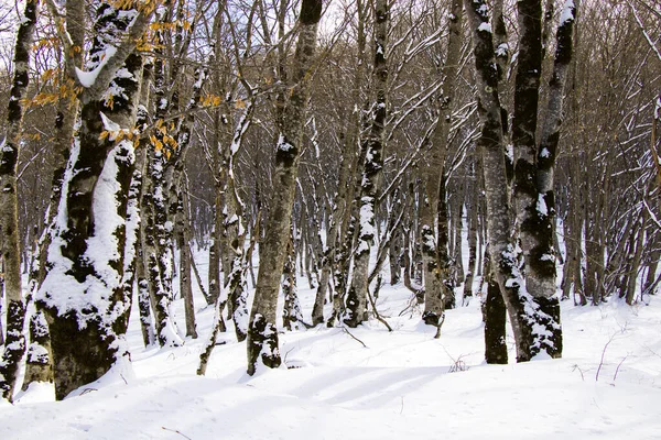 Холодный Вид Голых Деревьев Покрытых Снегом Лесу Сабадури Грузии — стоковое фото