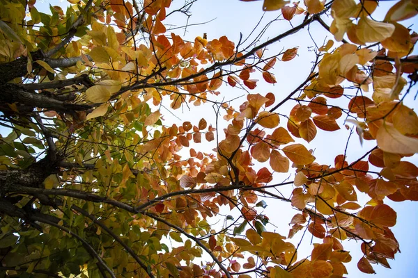 Eine Nahaufnahme Von Ästen Eines Herbstbaumes — Stockfoto