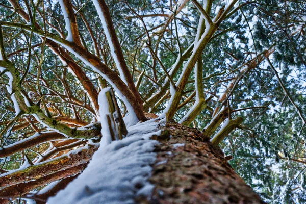 Низкоугольный Снимок Дерева Многочисленными Ветвями Лесу — стоковое фото